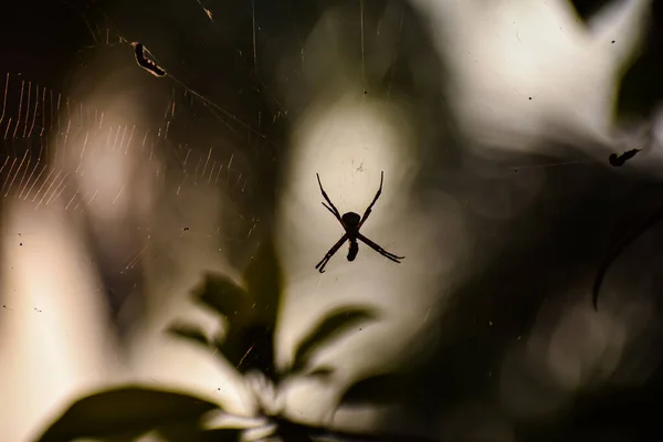 Argiope Appensa Είναι Μια Αράχνη Που Υφαίνει Σφαίρα Και Ανήκει — Φωτογραφία Αρχείου