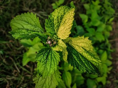 Ageratum conyzoides, özellikle Brezilya olmak üzere Tropikal Amerika 'ya özgüdür ve diğer bölgelerde istilacı bir ot olarak kabul edilir..