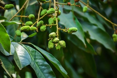 Bu, sabah güneş ışığı bu genç meyveyi aydınlattığında çekilen küçük, genç Litchi fotoğrafı..