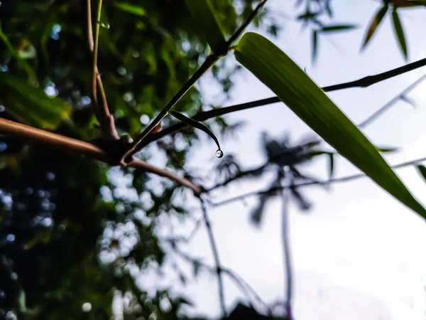 Bir Kış Sabahı Küçük Bir Çiy Damlası Yeni Bir Bambu — Stok fotoğraf