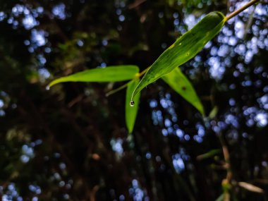 Bir kış sabahı küçük bir çiy damlası yeni bir bambu yaprağının ucunda asılı durur..