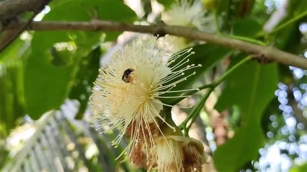 Kleine Bij Eet Honing Een Appelbloem Deze Waterappel Wetenschappelijke Naam — Stockvideo