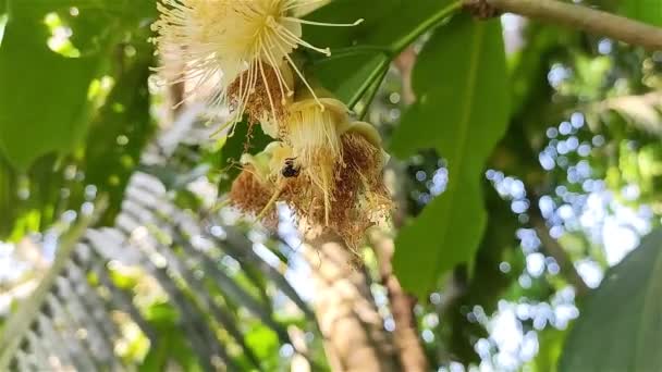 Abeja Está Comiendo Miel Una Flor Manzana Agua Este Nombre — Vídeos de Stock