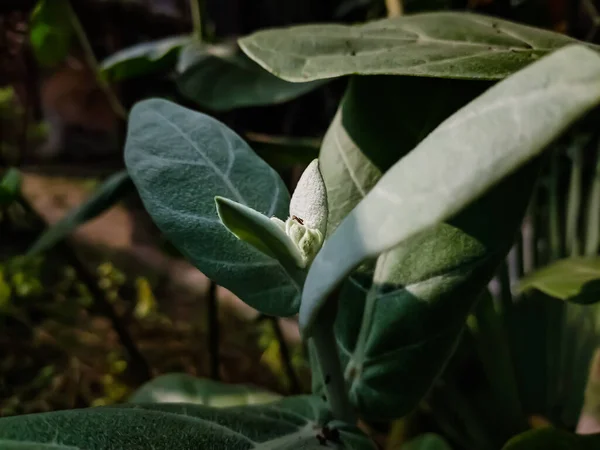 Calotropis Gigantea Est Une Espèce Amphibiens Famille Des Calotropis — Photo