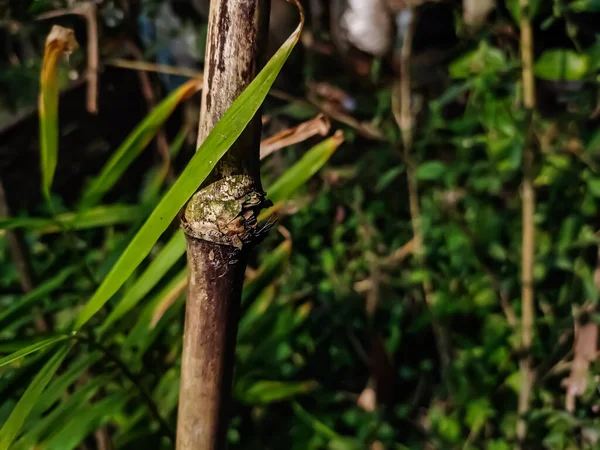 Dies Ist Die Nahaufnahme Eines Trockenen Alten Bambuszweiges Morgen — Stockfoto