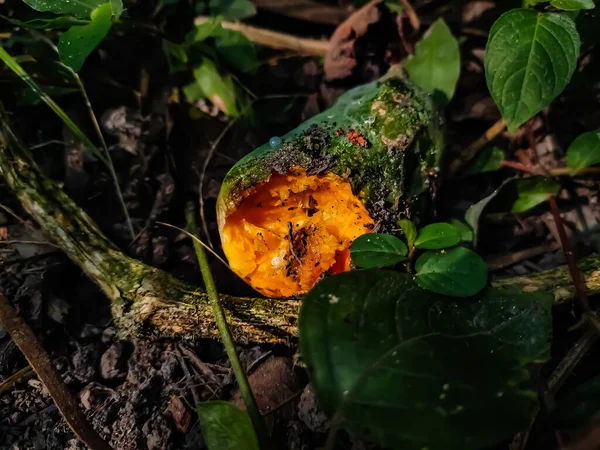 Una Papaya Medio Madura Que Comen Los Pájaros Yace Suelo — Foto de Stock