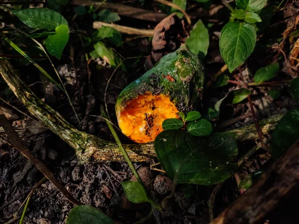 Half Ripe Papaya Eaten Birds Lying Ground Morning Sunlight Fall — Stock Photo, Image