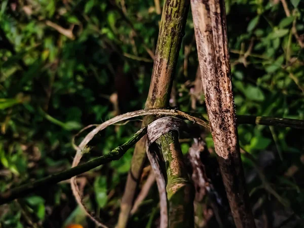 Este Close Ramo Bambu Velho Seco Pela Manhã — Fotografia de Stock
