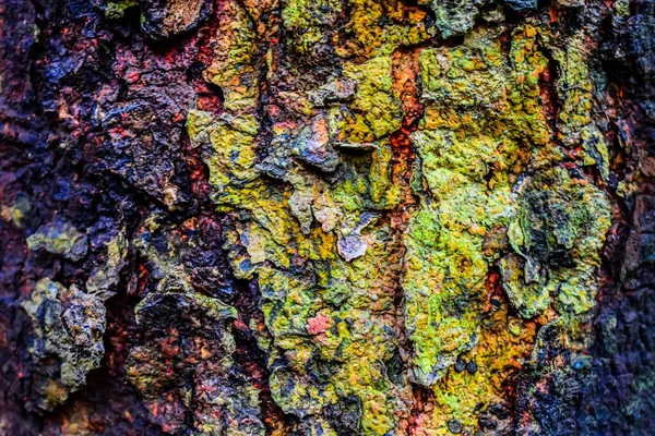これは インドの雨季に日中に撮影された色の完全なジャックフルーツの木ラフ樹皮のクローズアップです — ストック写真