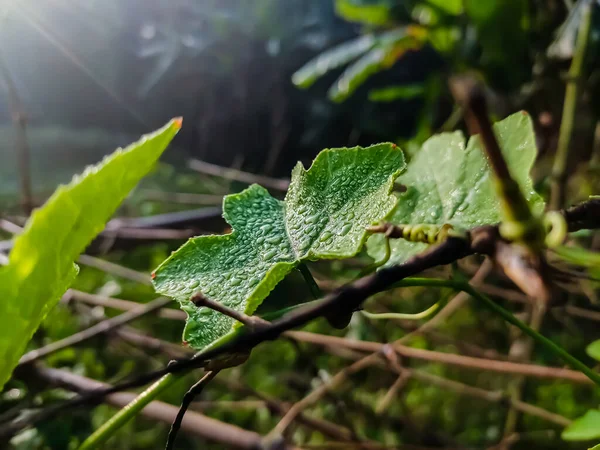 Рослина Називається Coccinia Grandis Краплі Роси Падають Зелене Листя Взимку — стокове фото