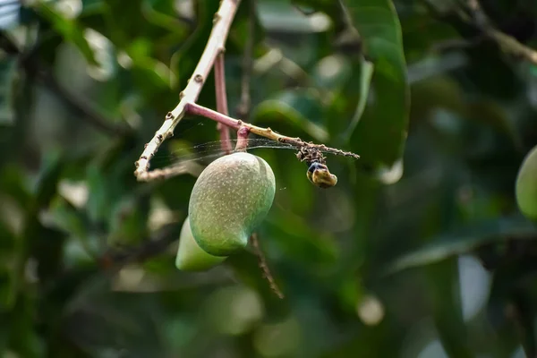 Mango Jest Owocem Kamienia Wyprodukowanym Wielu Gatunków Drzew Tropikalnych Należących — Zdjęcie stockowe