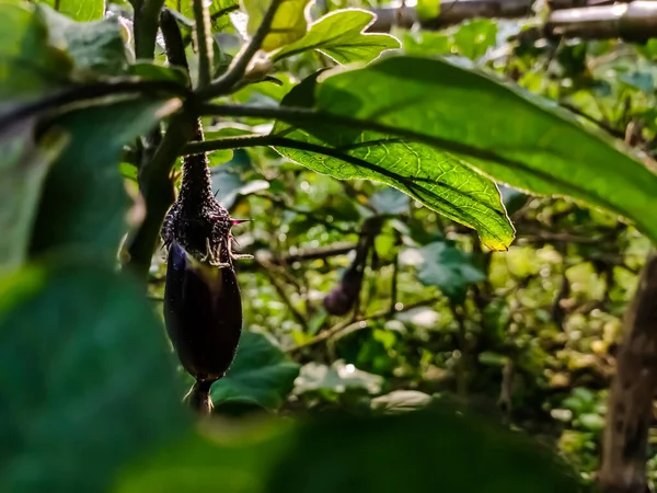 Aubergine Est Une Espèce Plante Famille Des Solanacées Solanum Melongena — Photo