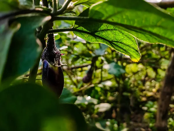 Padlizsán Solanaceae Nadragulya Családba Tartozó Növényfaj Solanum Melongena Termesztik Világszerte — Stock Fotó