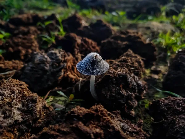 Coprinopsis Genus Mushrooms Family Psathyrellaceae Coprinopsis Split Out Genus Coprinus — Stock Photo, Image