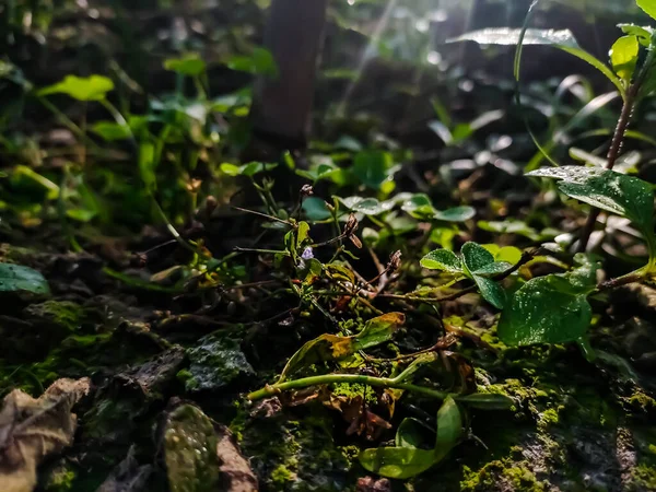 Niektóre Małe Dzikie Trawy Zbliżenie Strzał Gdy Rano Światło Słoneczne — Zdjęcie stockowe