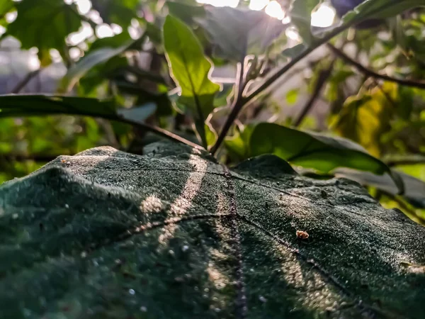 Luz Del Sol Mañana Cae Sobre Una Hoja Berenjena Húmeda — Foto de Stock