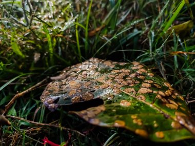 Kışın güneş ışığı bu yaprağa düştüğünde sabah yakın çekim yapılan büyük ve eski yeşil bir yaprak..