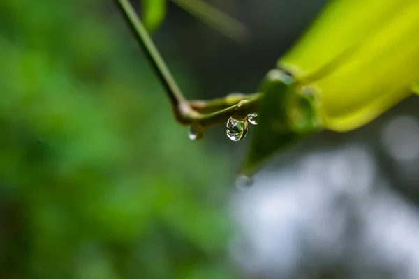 Kilka Małych Kropli Wody Wisi Liściach Bambusa Małych Gałęziach — Zdjęcie stockowe