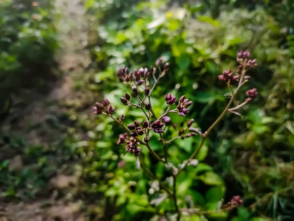 Cyanthillium Cinereum Uma Espécie Planta Com Flor Pertencente Família Asteraceae — Fotografia de Stock