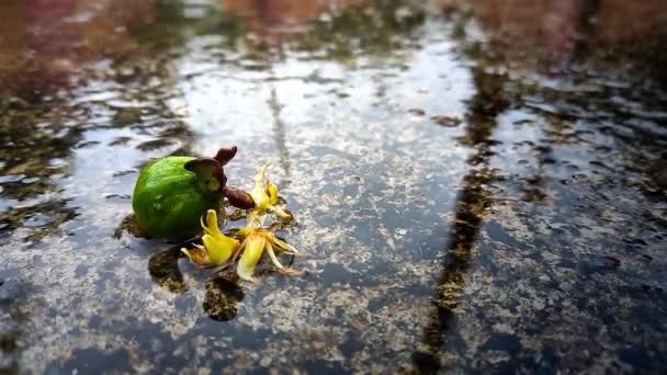 これはインドの雨季に撮影された小さなココナッツの花と小さなグアバのクローズアップです — ストック動画