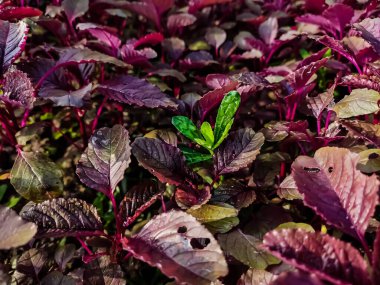 Amaranthus, her yıl veya kısa ömürlü bitkilerin oluşturduğu bir kozmopolit cinsidir..