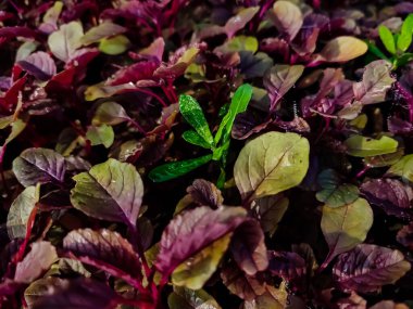 Amaranthus, her yıl veya kısa ömürlü bitkilerin oluşturduğu bir kozmopolit cinsidir..