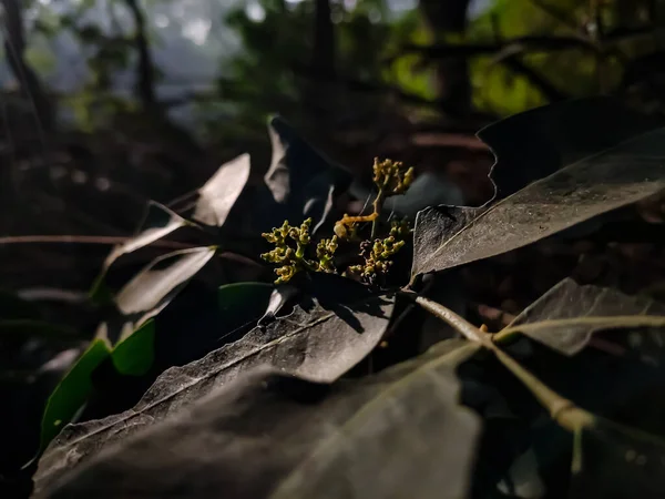 Glycosmis Género Botânico Pertencente Família Rutaceae Esta Planta Encontrada Sudeste — Fotografia de Stock