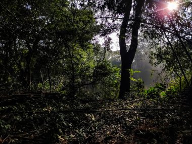 Sabah güneşi, sık orman ağaçlarının dallarındaki boşluklardan yeryüzüne düşüyor..