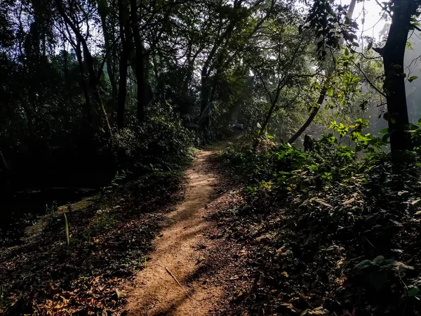 朝の日差しが降り注ぐ森の中を抜ける未舗装の道 — ストック写真