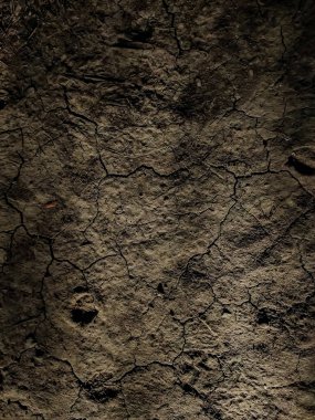 Sabah güneşi Hindistan 'daki ormanın kuru toprağına düşüyor..