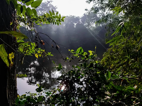 大きな池の水は朝の太陽の光を反射し 木々を照らす — ストック写真