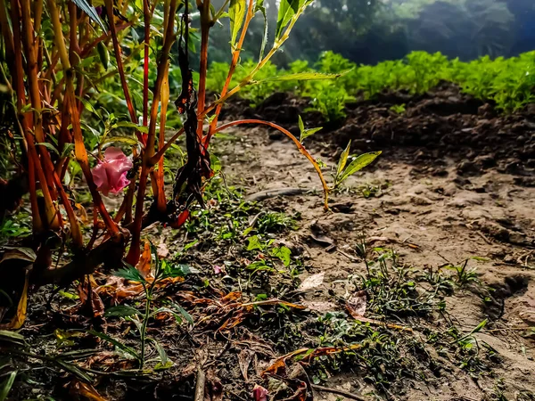 バルサム Balsamina インドやミャンマーに自生する植物の一種で バルサム バルサム バラバルサム タッチミーまたはスナップウィードとして知られています — ストック写真