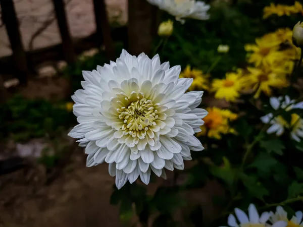 時にはママや菊と呼ばれ 家族のアスタリスク科の菊属の開花植物です 彼らは東アジアと北東部ヨーロッパに生息しています — ストック写真