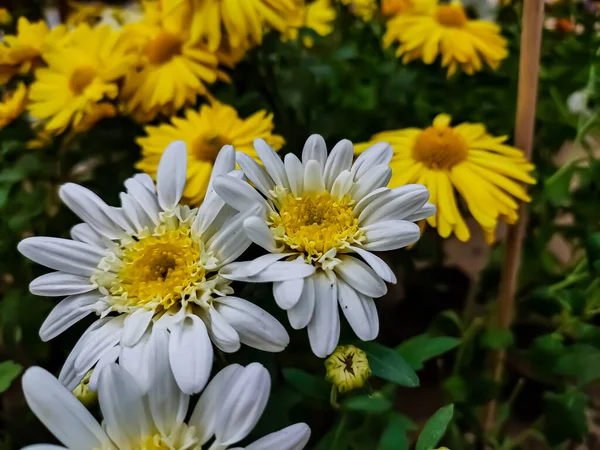 Crisântemos Vezes Chamados Crisântemos São Plantas Com Flor Gênero Chrysanthemum — Fotografia de Stock