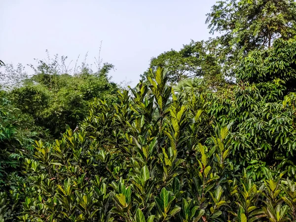 Die Jackfrucht Artocarpus Heterophyllus Auch Bekannt Als Heckenrose Ist Eine — Stockfoto