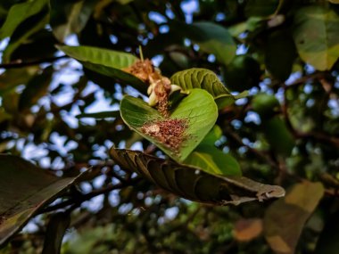 Guava birçok tropikal ve subtropikal bölgede yetişen yaygın bir tropikal meyvedir. Psidium guajava mersin ağacında küçük bir ağaçtır.,