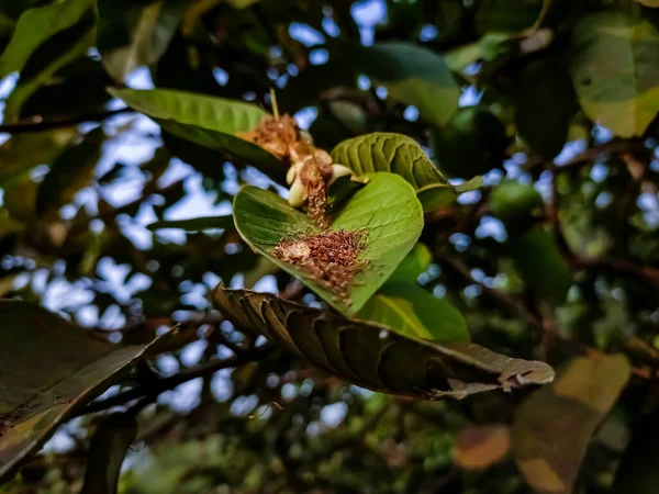 Guava Egy Közös Trópusi Gyümölcs Termesztett Számos Trópusi Szubtrópusi Régióban — Stock Fotó