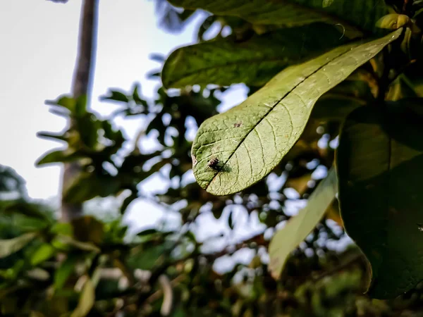 Egy Kis Légy Guava Levél Nappali Közelkép Lövés — Stock Fotó