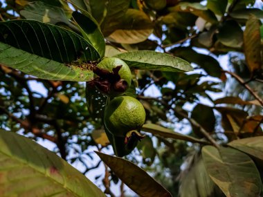 Guava birçok tropikal ve subtropikal bölgede yetişen yaygın bir tropikal meyvedir. Psidium guajava mersin ağacında küçük bir ağaçtır.,