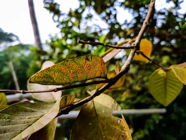 Est Ancienne Couleur Pleine Goyave Feuilles Gros Plan Plein Jour — Photo