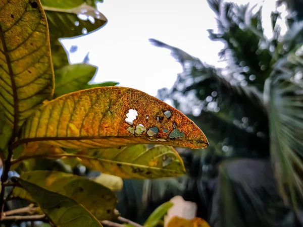 Est Ancienne Couleur Pleine Goyave Feuilles Gros Plan Plein Jour — Photo