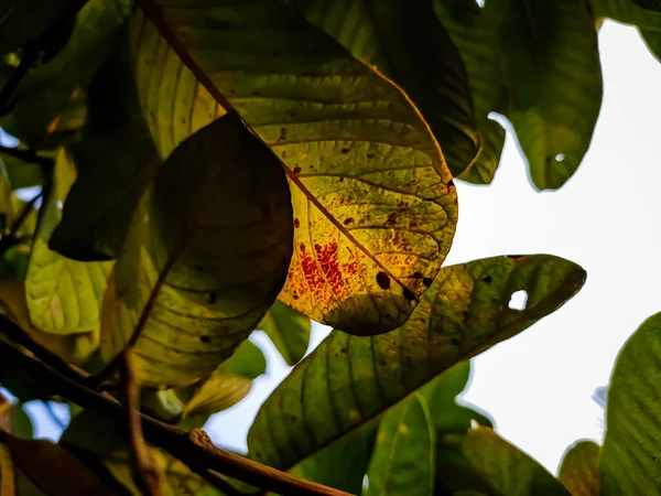 This is the old color full guava leaves close-up shot in the daytime in the autumn season.