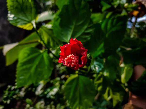 Hibiscus Rosa Sinensis Umgangssprachlich Als Chinesischer Hibiskus Bekannt Ist Eine — Stockfoto