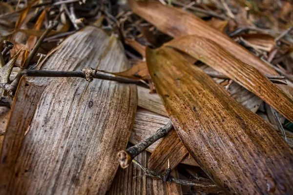 Hoja Bambú Húmeda Vieja Primer Plano Macro Disparo Una Mañana — Foto de Stock