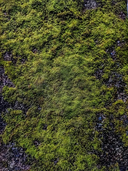 Мхи Мелкие Цветущие Растения Которые Обычно Образуют Плотные Зеленые Сгустки — стоковое фото