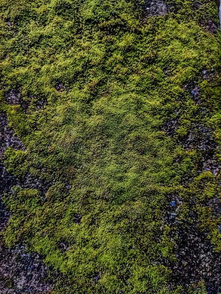 Los Musgos Son Pequeñas Plantas Sin Flores Que Suelen Formar — Foto de Stock