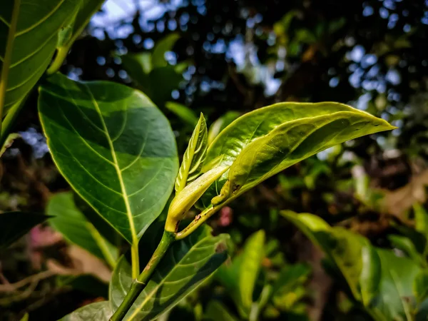 Jacquier Également Connu Sous Nom Jacquier Est Une Espèce Arbre — Photo