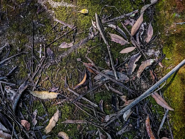Сухие Листья Лежат Земле Заполненные Мхом Снятым Днем — стоковое фото