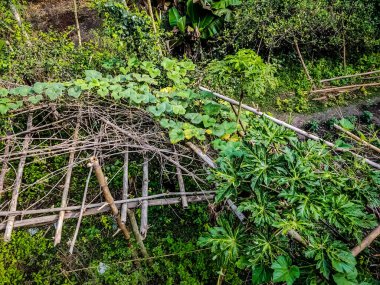Bu Hindistan usulü balkabağı ve kabak güpegündüz ön görünüm topluyor..
