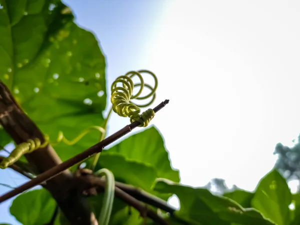 Este Tendril Tendril Caule Especializado Folhas Pecíolo Com Uma Forma — Fotografia de Stock